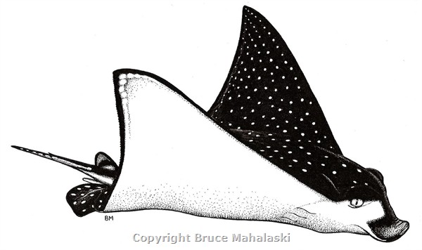 008 - agle Ray- Picture